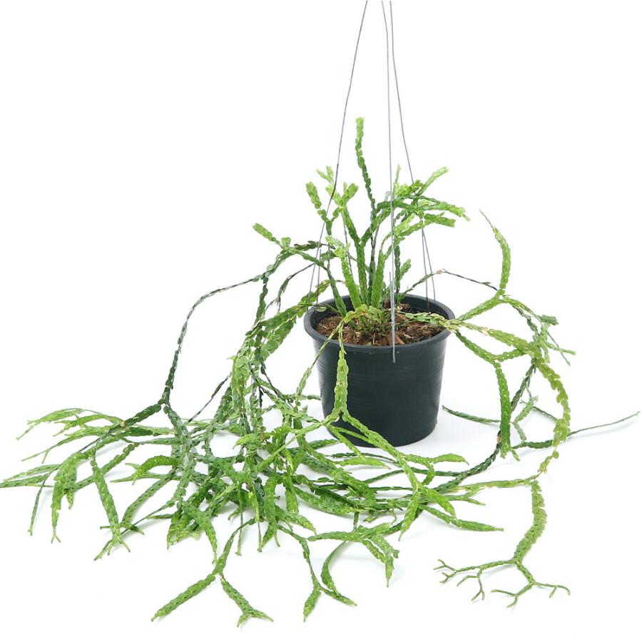 観葉植物）シダ リコポディウム フペルジア ヌンムラリフォリア 吊り鉢