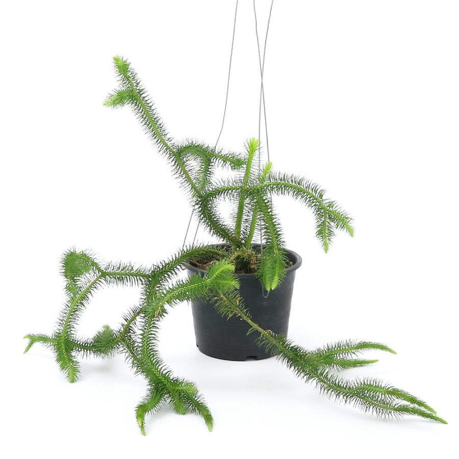 観葉植物）シダ リコポディウム フペルジア スクアローサ 吊り鉢タイプ