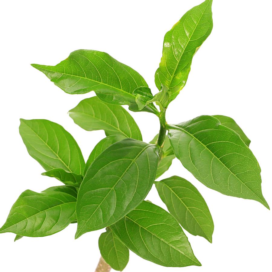 観葉植物）バオバブの木 アダンソニア ディギタータ コーデックス 2