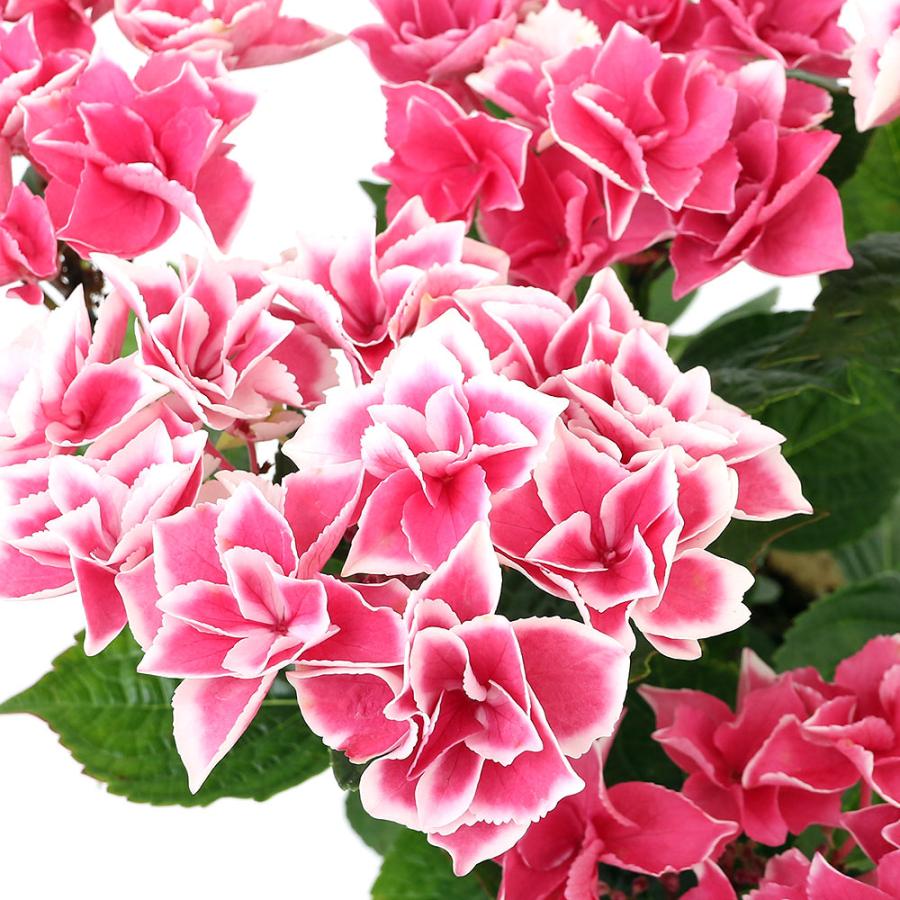 観葉植物）西洋アジサイ エンジェルリング 開花終了株（剪定済み） 5