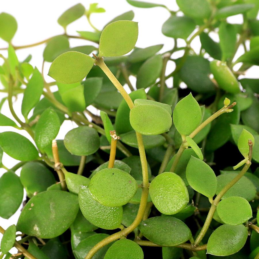観葉植物）ディスキディア ヌンムラリアsp． 2．5号（1鉢