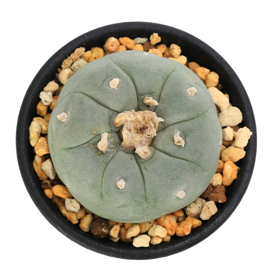 観葉植物）サボテン ロフォフォラ 銀冠玉 2．5号（1鉢） : charm 第