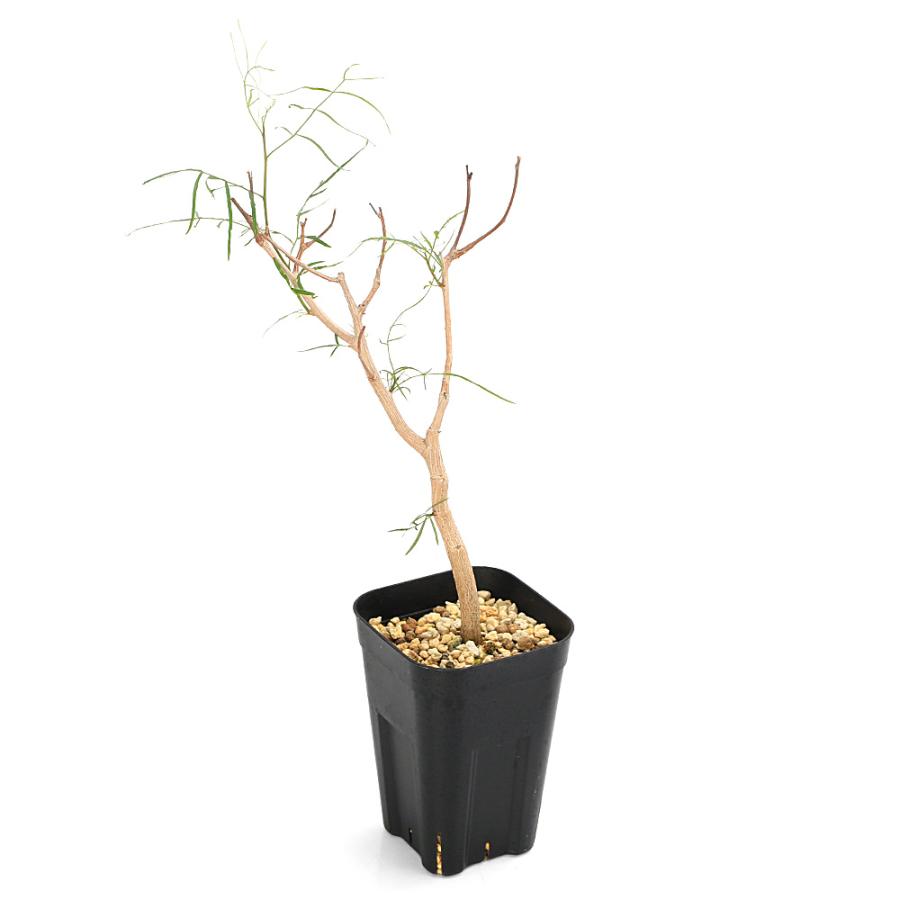 観葉植物）ブルセラ パラドクサ 3号（1株） : charm 第2ヤフー店