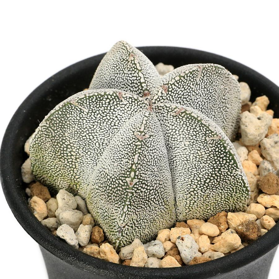 （多肉植物）サボテン　アストロフィツム　恩塚ランポー玉（恩塚鸞鳳玉）２．５号（１鉢）（Yahoo!・charm 第2ヤフー店）
