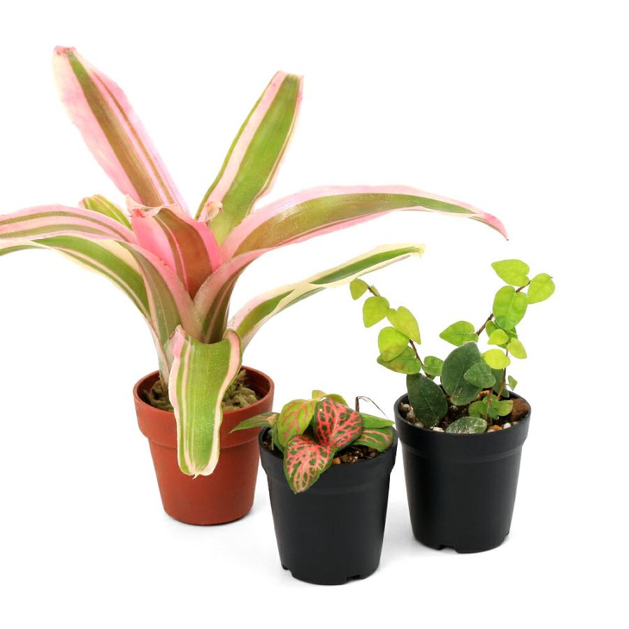 観葉植物）ビバリウムプランツ スターターセット（フィットニア