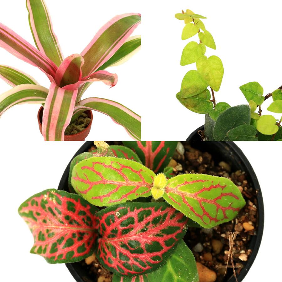観葉植物）ビバリウムプランツ スターターセット（フィットニア