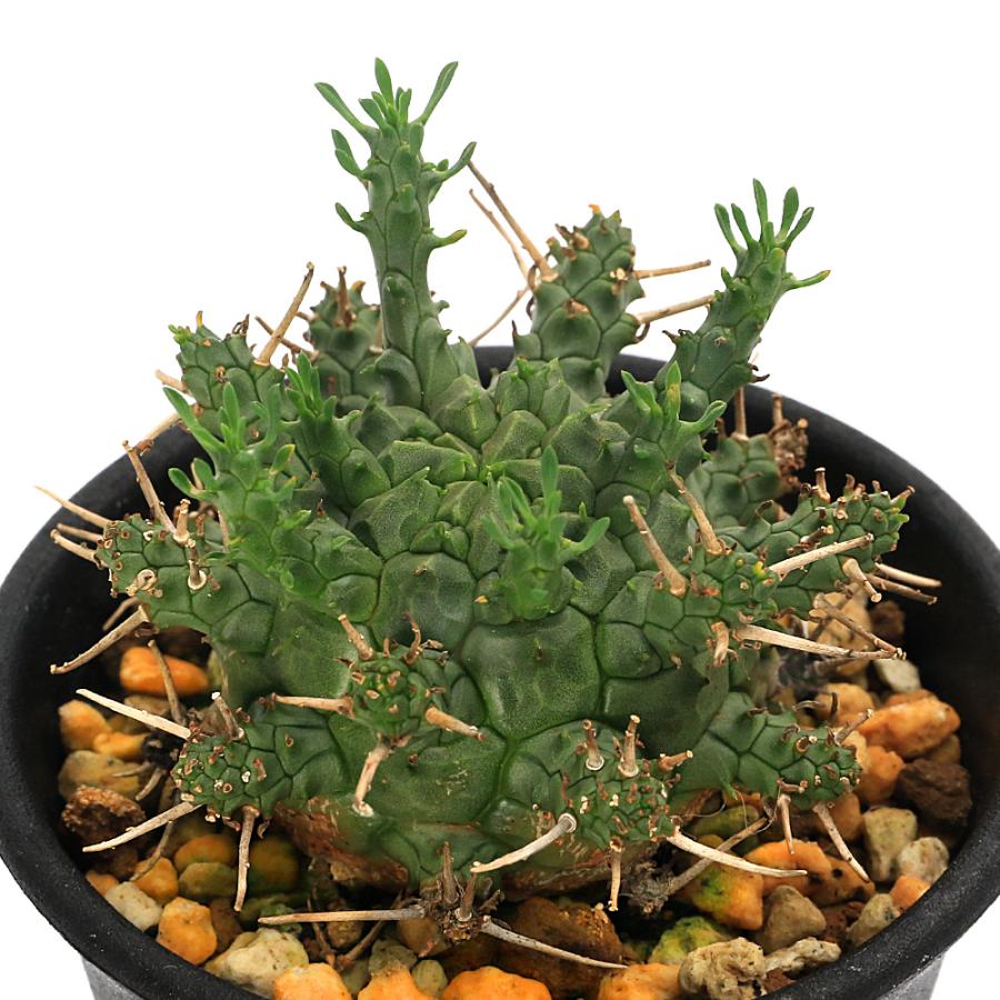 多肉植物）一点物 ユーフォルビア アストロフォラ 2．5号（1鉢