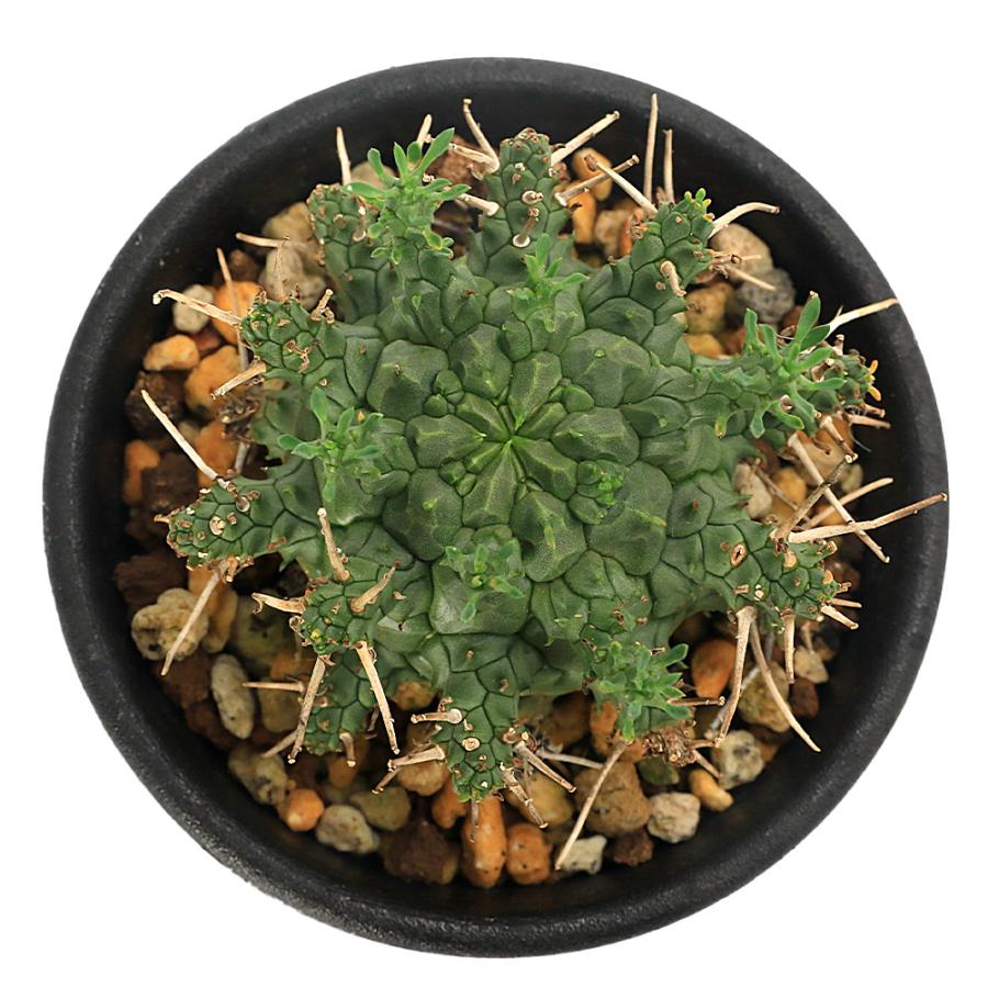多肉植物）一点物 ユーフォルビア アストロフォラ 2．5号（1鉢