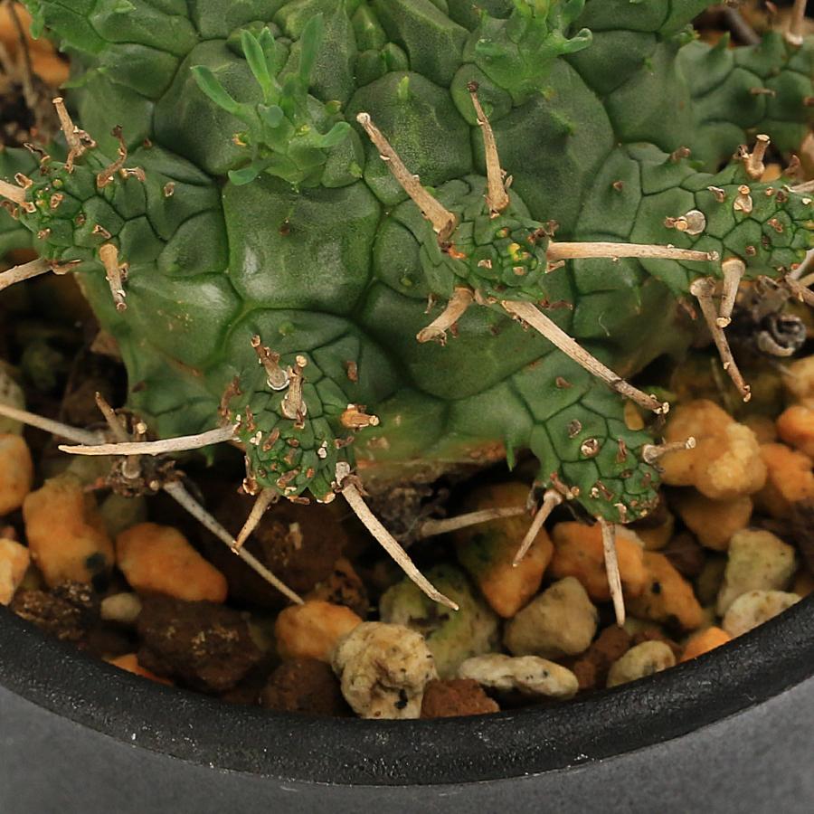 多肉植物）一点物 ユーフォルビア アストロフォラ 2．5号（1鉢