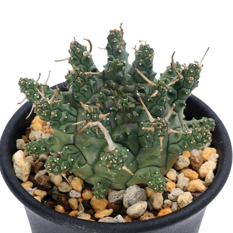 多肉植物）一点物 ユーフォルビア デセプタ 2．5号（1鉢） : charm