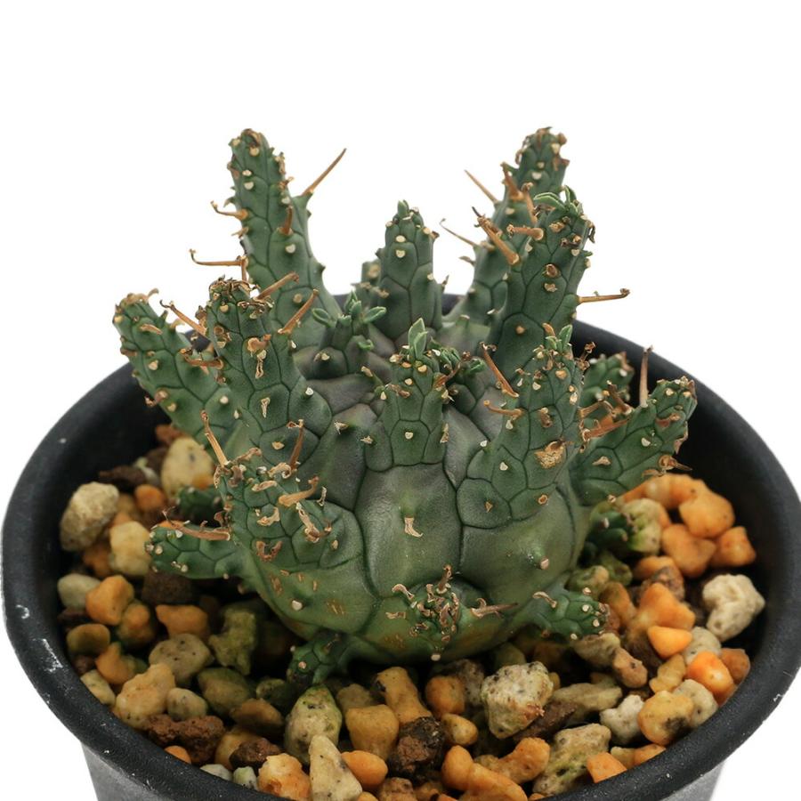 多肉植物）一点物 ユーフォルビア デセプタ 2．5号（1鉢） : charm