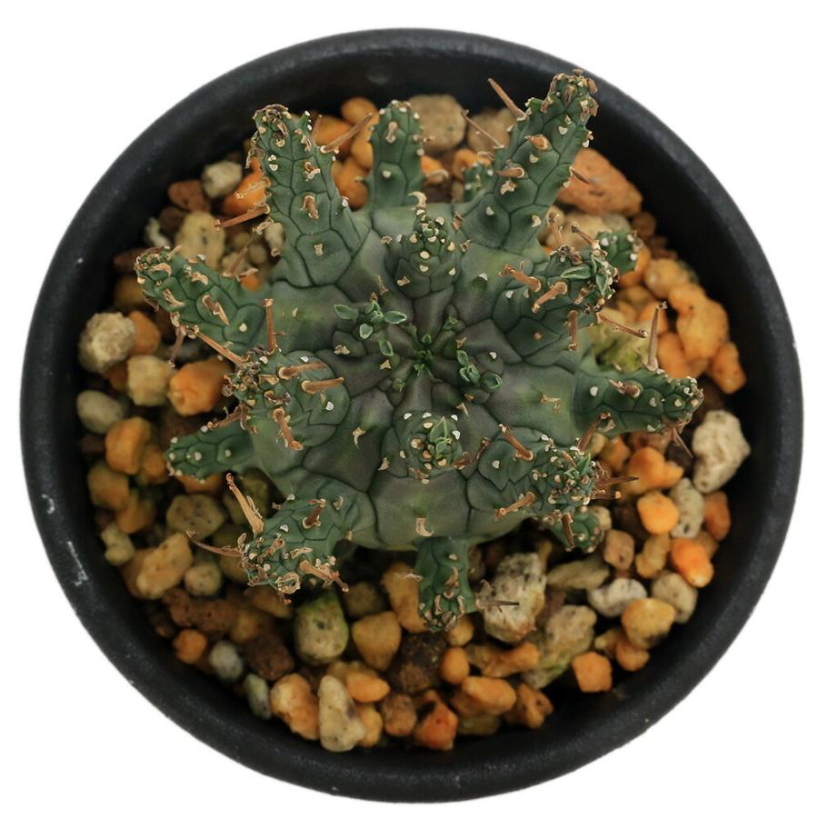 多肉植物）一点物 ユーフォルビア デセプタ 2．5号（1鉢） : charm
