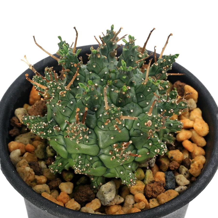多肉植物）一点物 ユーフォルビア デセプタ 2．5号（1鉢） : charm