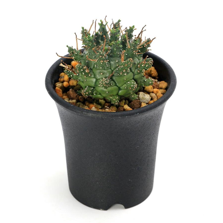 多肉植物）一点物 ユーフォルビア デセプタ 2．5号（1鉢） : charm