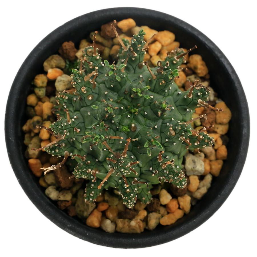 多肉植物）一点物 ユーフォルビア デセプタ 2．5号（1鉢） : charm