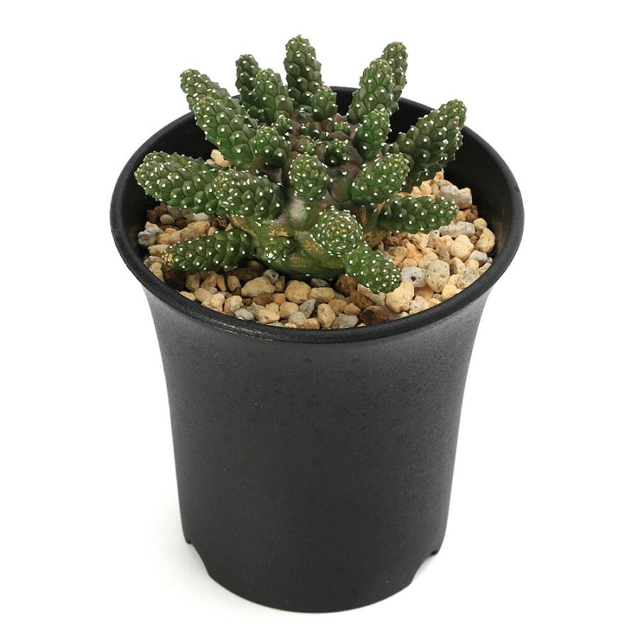 ユーフォルビア ガムケンシス (3個) 多肉植物）ユーフォルビア ガムケンシス 3号（1鉢） : charm 第2