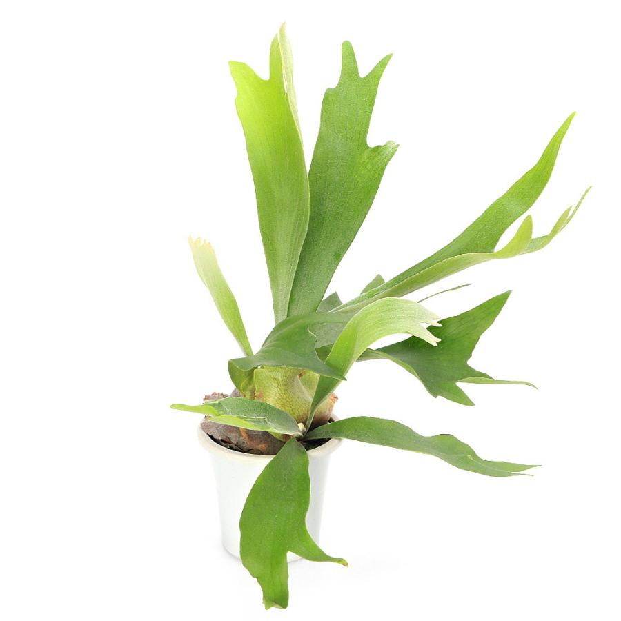 （観葉植物）コウモリラン　ビカクシダ　アルシコルネ　４号（Yahoo!・charm 第2ヤフー店）
