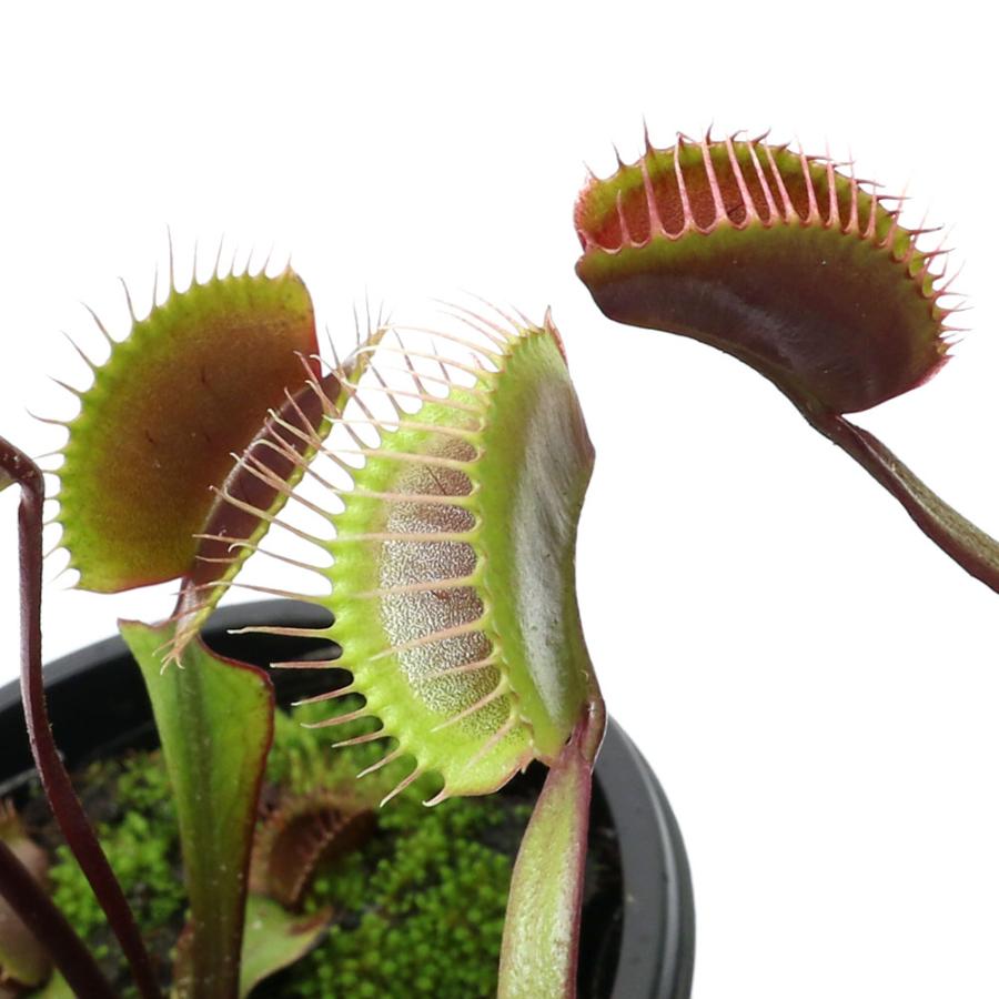 チャーム（charm） （食虫植物）ハエトリソウ ロイヤルレッド 2．5