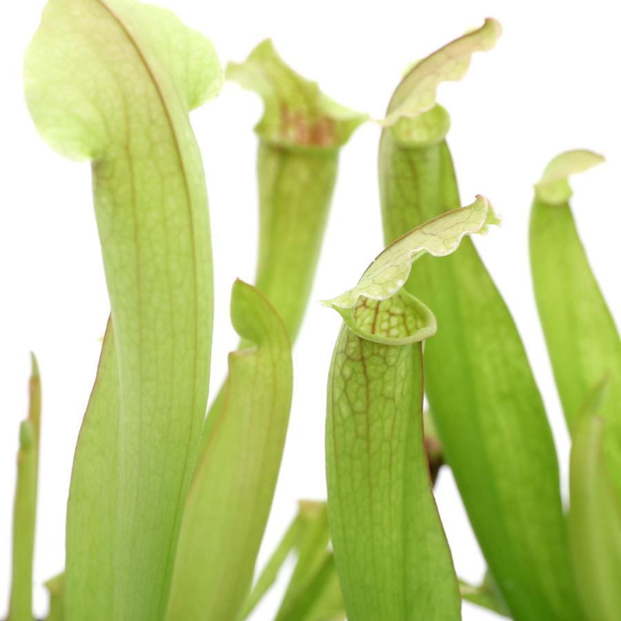 （食虫植物）サラセニア　フィラデルフィア　２．５〜３号（１ポット）（Yahoo!・charm 第2ヤフー店）
