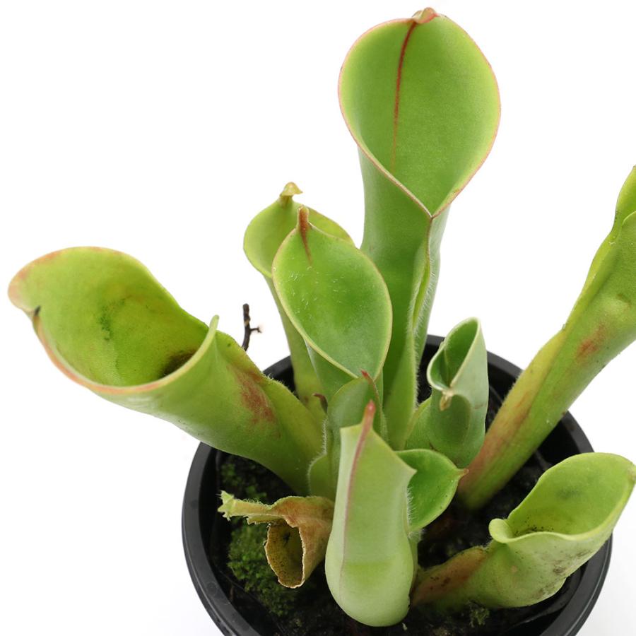 食虫植物 ヘリアンフォラ 鉢植え 観葉植物　2 チャーム（charm） （食虫植物）ヘリアンフォラ ハイブリッド 2．5