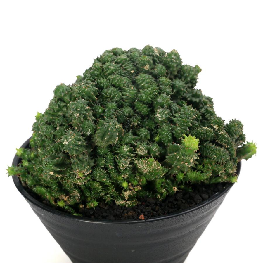 多肉植物）一点物 ユーフォルビア ホリダ クリスタータ 4号（1鉢
