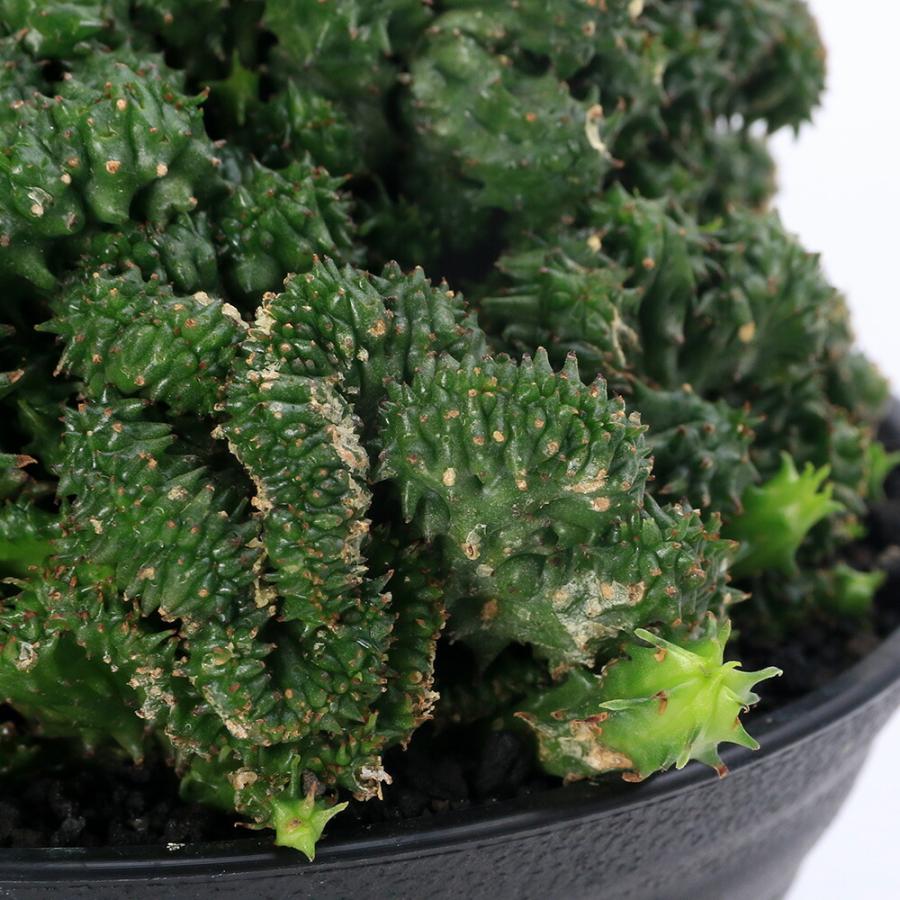 多肉植物）一点物 ユーフォルビア ホリダ クリスタータ 4号（1鉢