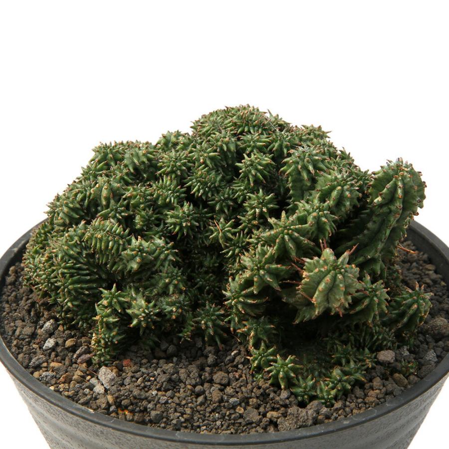 多肉植物）一点物 ユーフォルビア ホリダ クリスタータ 5号（1鉢