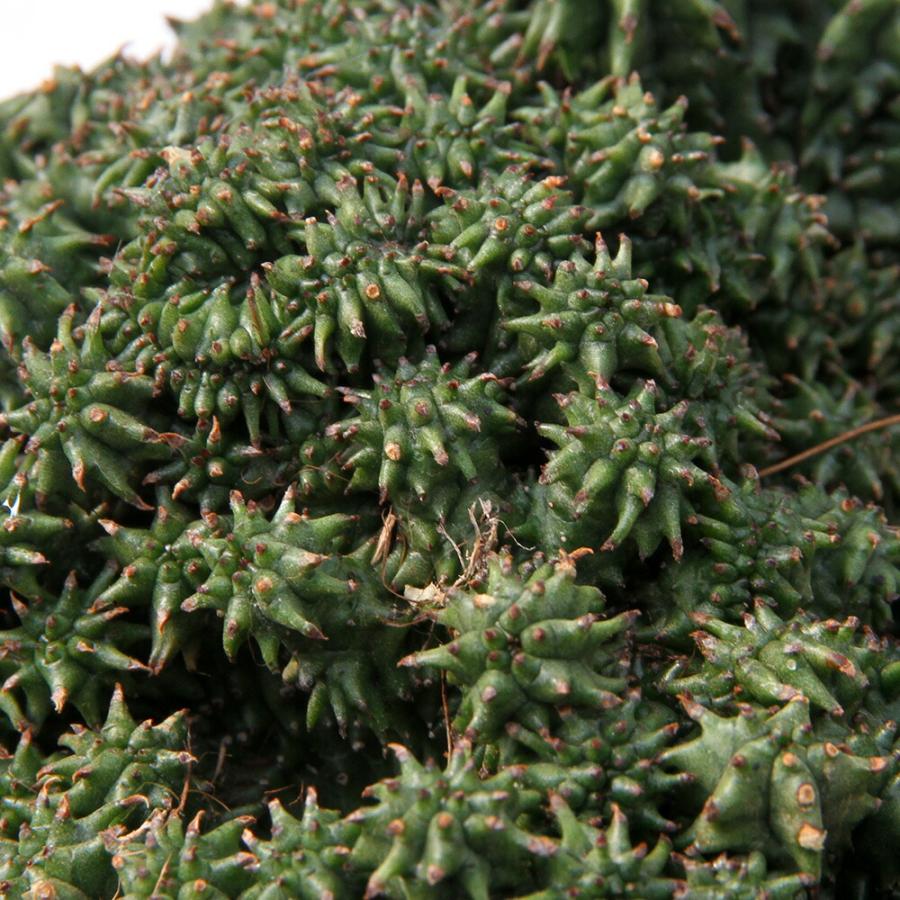 多肉植物）一点物 ユーフォルビア ホリダ クリスタータ 5号（1鉢