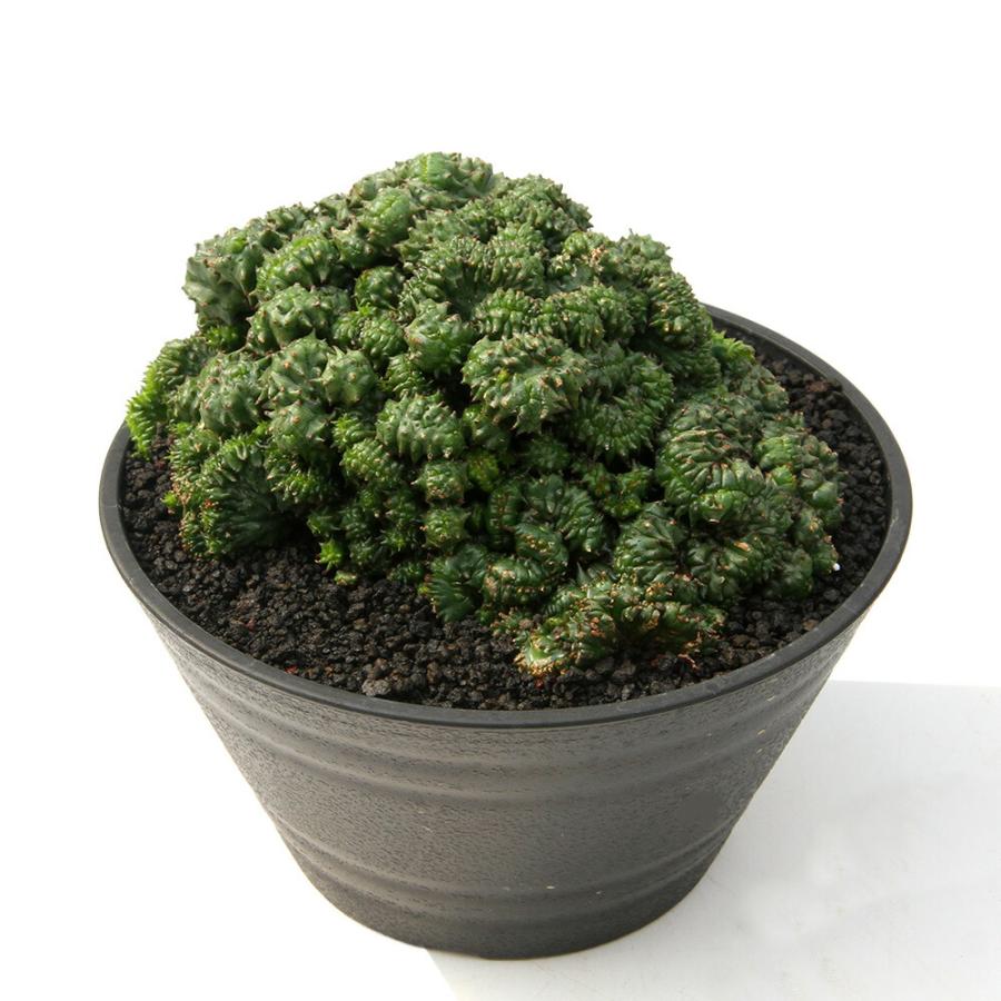 多肉植物）一点物 ユーフォルビア ホリダ クリスタータ 5号（1鉢