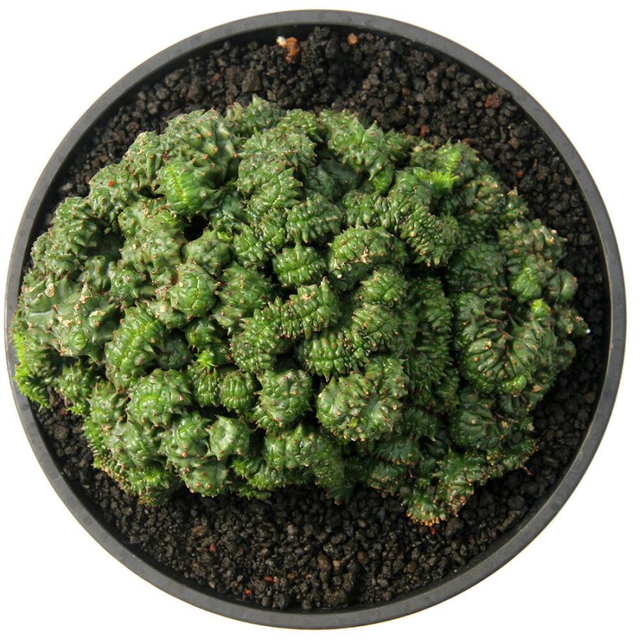 多肉植物）一点物 ユーフォルビア ホリダ クリスタータ 5号（1鉢
