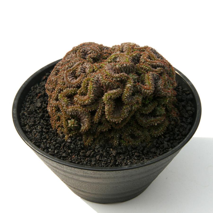 ゆり  多肉植物537   速達サービス‼️ 多肉植物）一点物 ユーフォルビア ヤンセンビレンシス クリスタータ 4