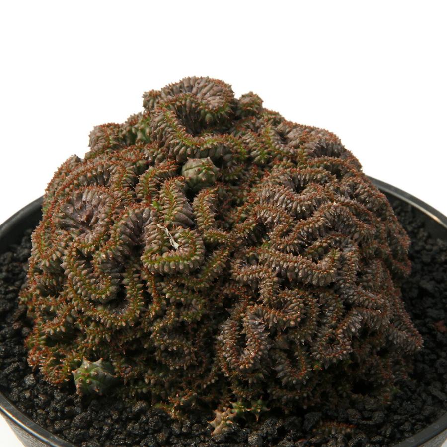 多肉植物）一点物 ユーフォルビア ヤンセンビレンシス クリスタータ 4