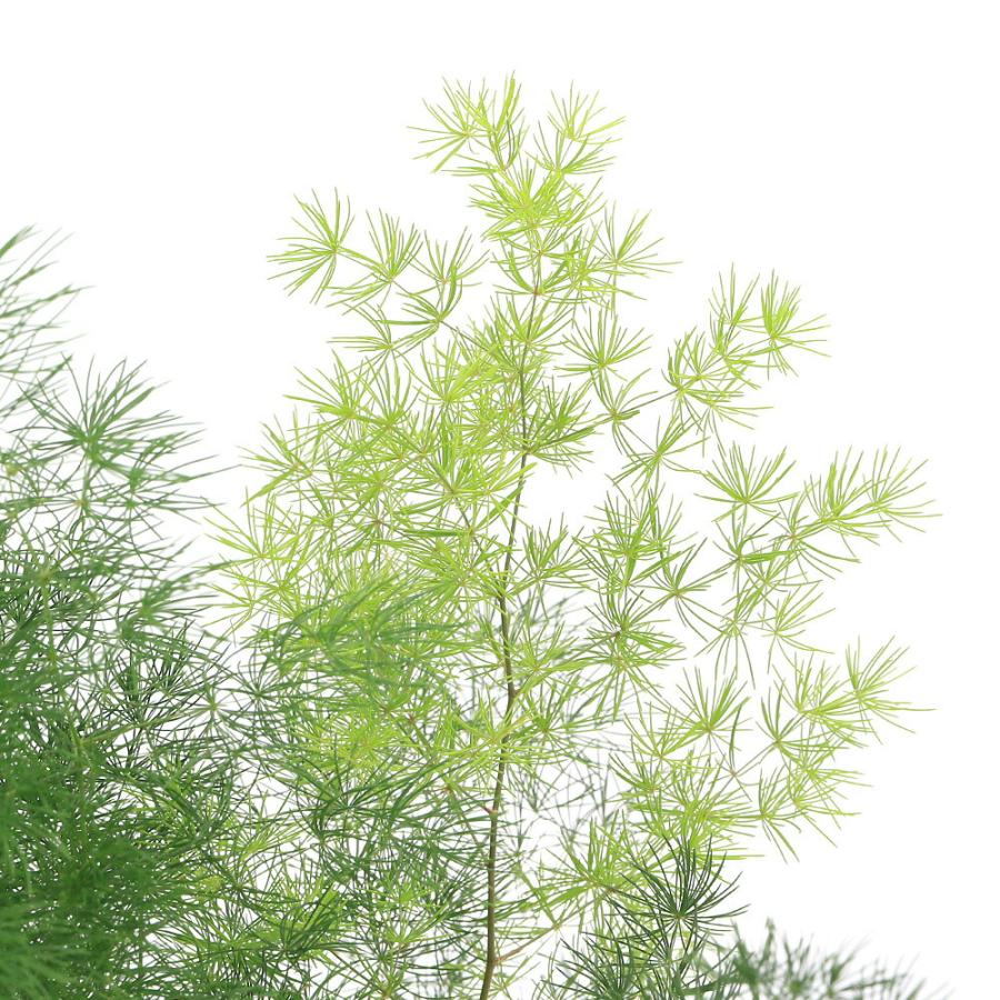 観葉植物）アスパラガス マコワニー（ミリオクラダス） 4．5号（1鉢