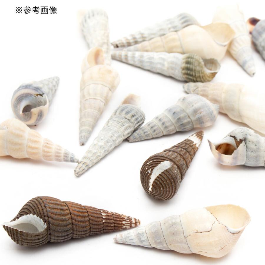貝殻 約8.2cm Leaf Corp 貝殻 シェルコレクション 淡水貝ミックス ロング Mサイズ
