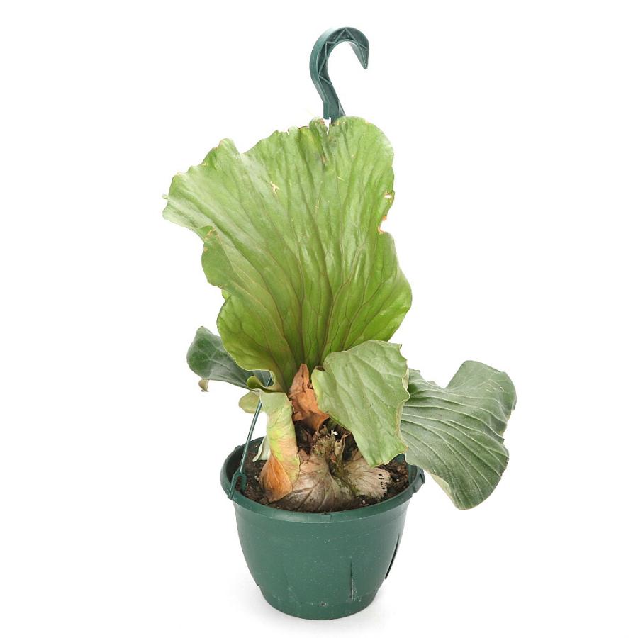 （観葉植物）一点物　コウモリラン　ビカクシダ　エレファントティス　７号　吊り鉢タイプ（１鉢）（３７４３５４）_1