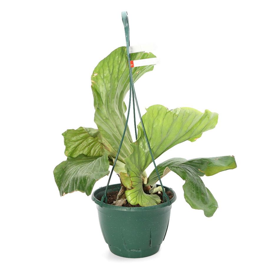 （観葉植物）一点物　コウモリラン　ビカクシダ　エレファントティス　７号　吊り鉢タイプ（１鉢）（３７４３５４）_2