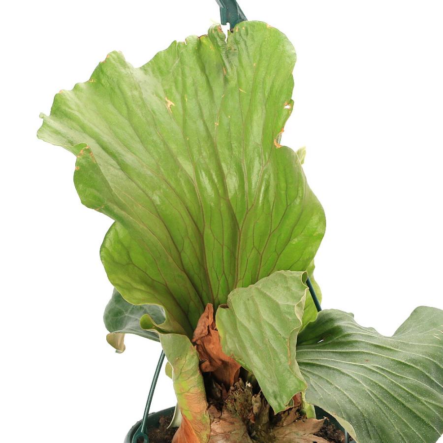 （観葉植物）一点物　コウモリラン　ビカクシダ　エレファントティス　７号　吊り鉢タイプ（１鉢）（３７４３５４）_3
