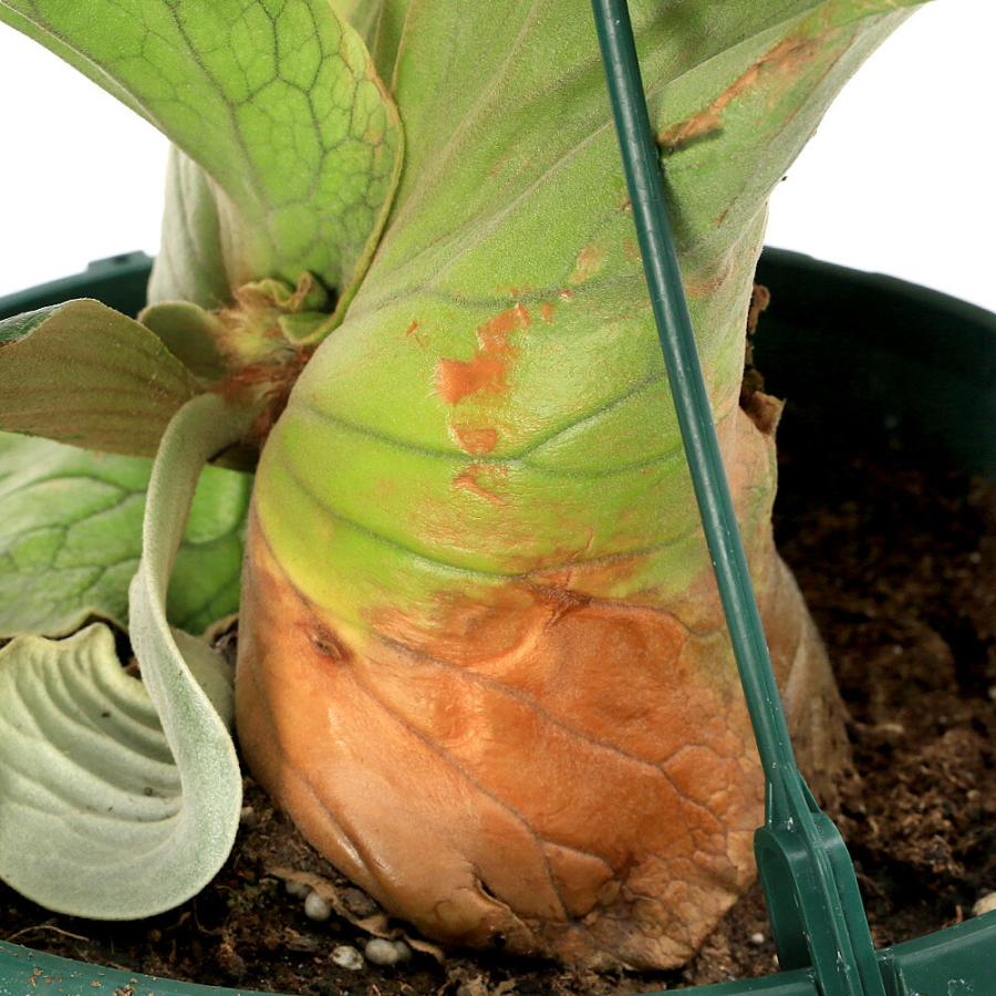 （観葉植物）一点物　コウモリラン　ビカクシダ　エレファントティス　７号　吊り鉢タイプ（１鉢）（３７４３５４）_4