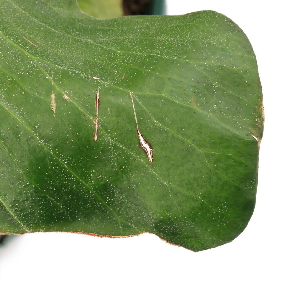 （観葉植物）一点物　コウモリラン　ビカクシダ　エレファントティス　７号　吊り鉢タイプ（１鉢）（３７４３５４）_5