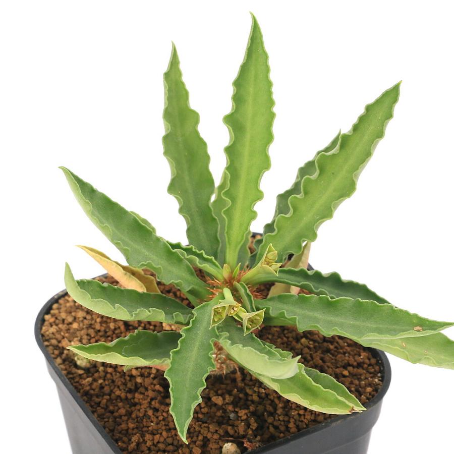 多肉植物）ユーフォルビア フランコイシー 品種おまかせ 3号（1鉢