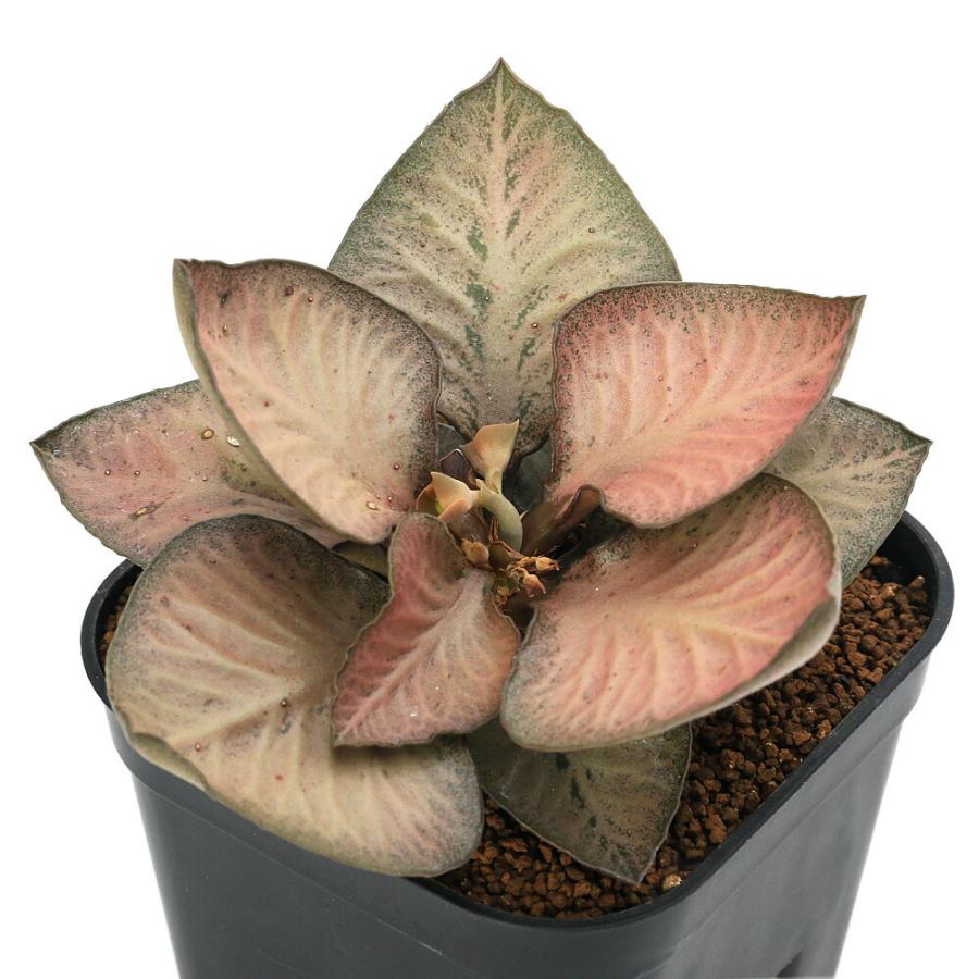 多肉植物）ユーフォルビア フランコイシー 品種おまかせ 3号（1鉢