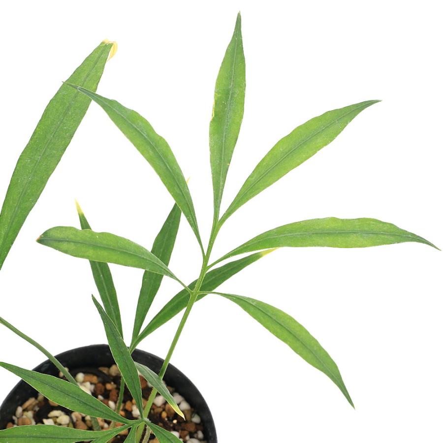 観葉植物）サイカス デバオエンシス 3号（1鉢） : charm 第2ヤフー店