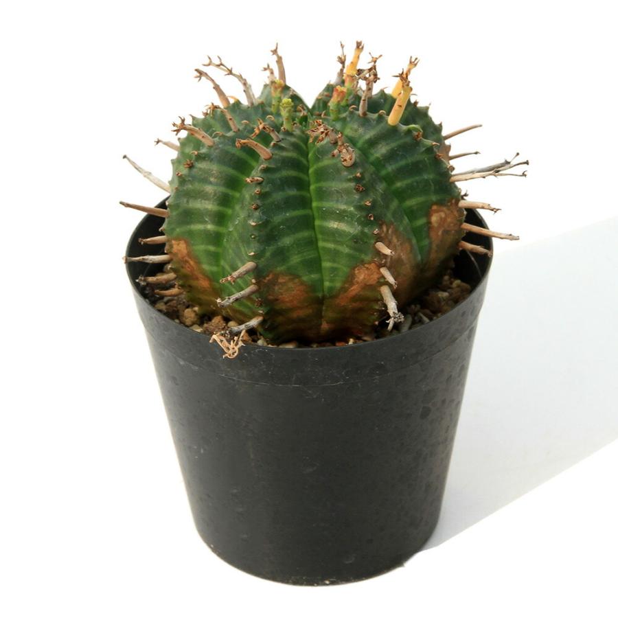 多肉植物）一点物 ユーフォルビア バリダ 3号（1鉢） : charm 第2