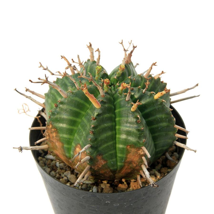 多肉植物）一点物 ユーフォルビア バリダ 3号（1鉢） : charm 第2
