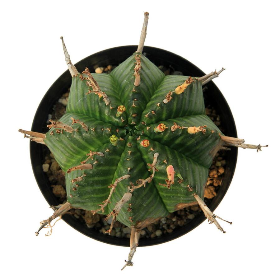 多肉植物）一点物 ユーフォルビア バリダ 3号（1鉢） : charm 第2