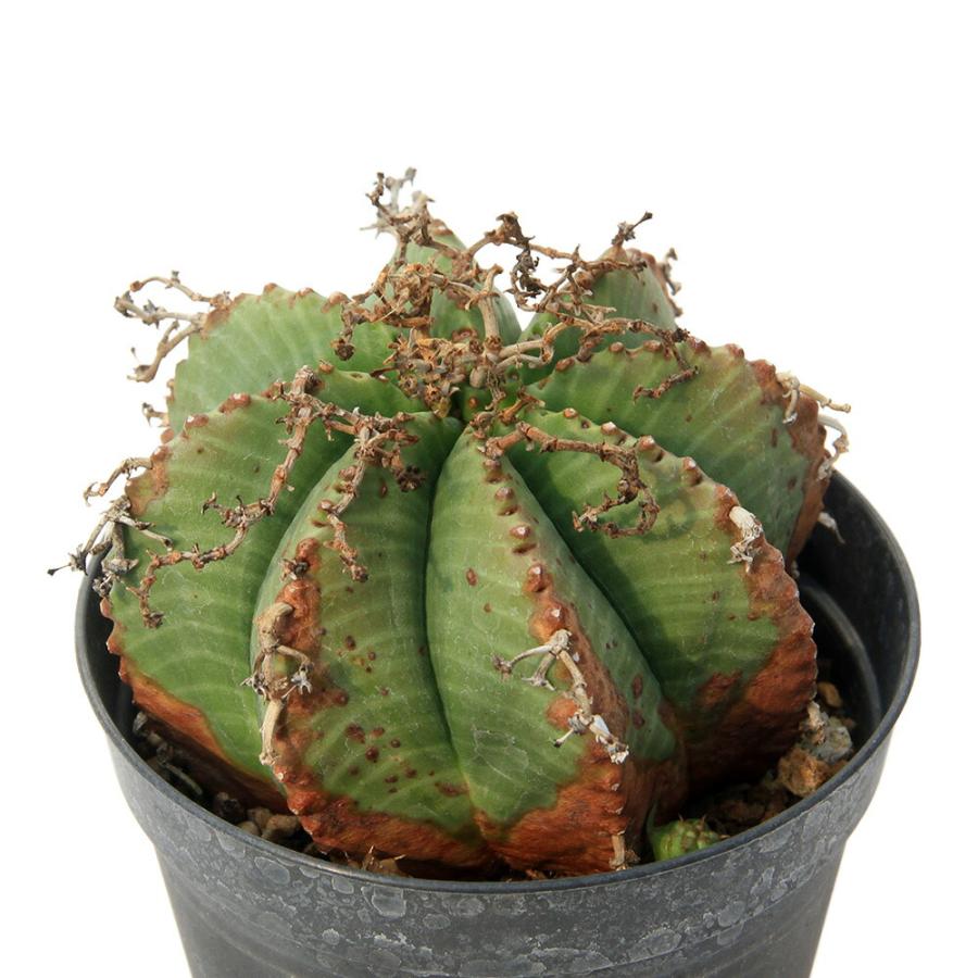 ユーフォルビアバリダ 綴化 木質化 鉢3号サイズ 多肉植物）一点物 ユーフォルビア バリダ 3．5号（1鉢） : charm 第
