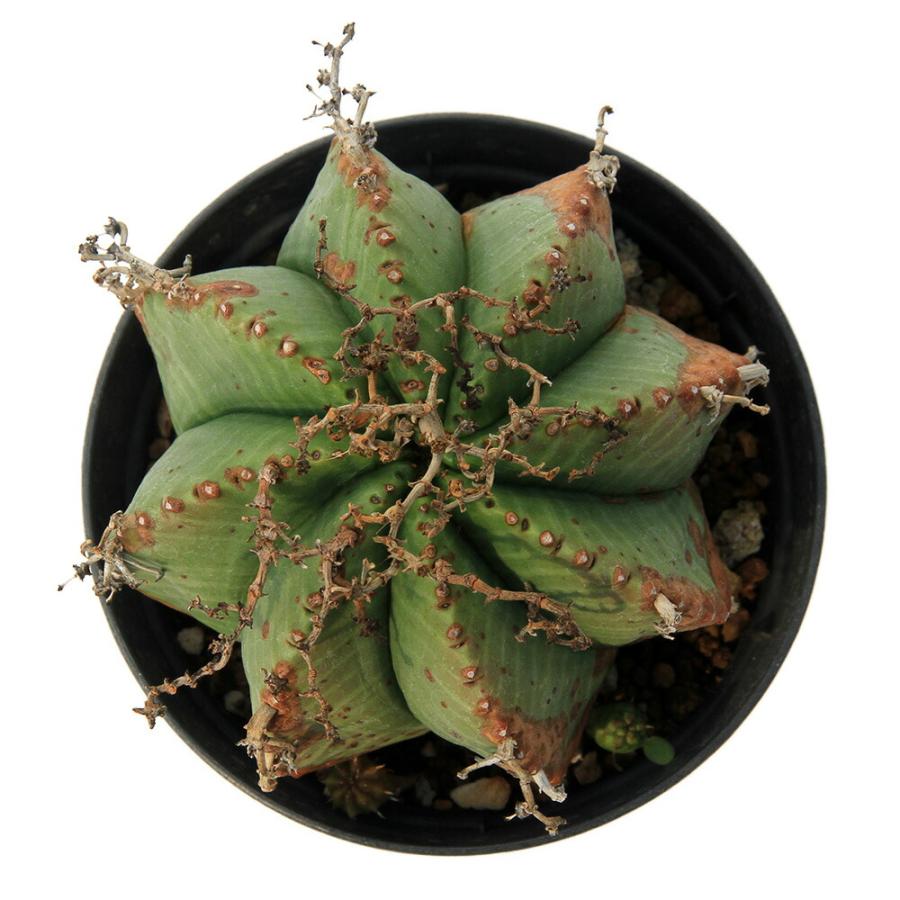 多肉植物）一点物 ユーフォルビア バリダ 3．5号（1鉢） : charm 第