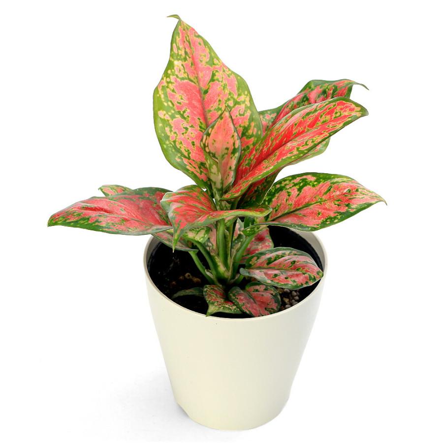 観葉植物）アグラオネマ チョコレート（ブラックマルーン） 4号（1鉢