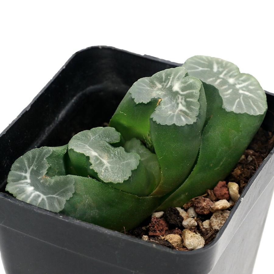 多肉植物 ハオルチア   セール 1株 500円 送料200円 早い者勝ち 3 多肉植物）ハオルチア 玉扇 大窓 3号（1鉢） : charm 第2ヤフー店