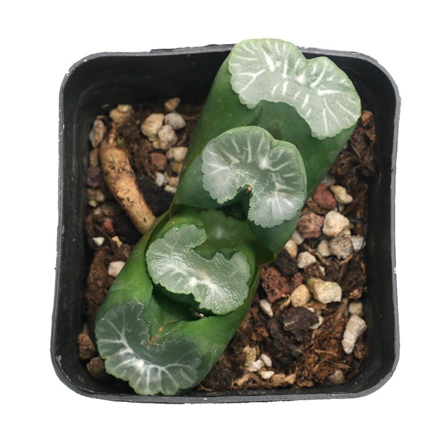 多肉植物）ハオルチア 玉扇 大窓 3号（1鉢） : charm 第2ヤフー店